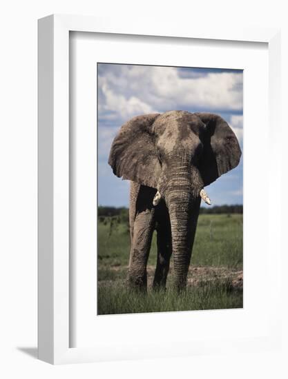 Namibia, Etosha NP, Elephant Young Male, African Bush Elephant-Walter Bibikow-Framed Photographic Print