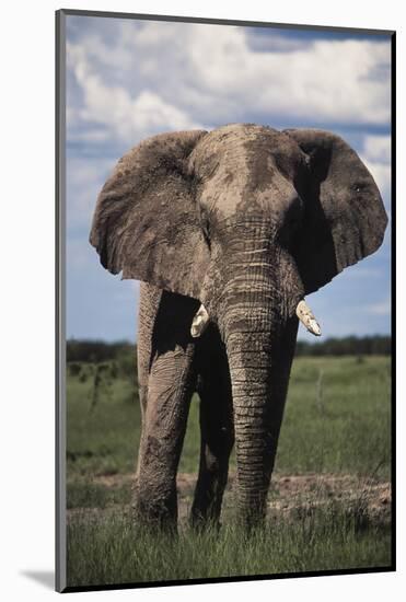 Namibia, Etosha NP, Elephant Young Male, African Bush Elephant-Walter Bibikow-Mounted Photographic Print