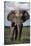 Namibia, Etosha NP, Elephant Young Male, African Bush Elephant-Walter Bibikow-Stretched Canvas