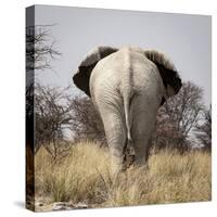 Namibia, Etosha NP, Okerfontein Waterhole. Rear view of elephant.-Wendy Kaveney-Stretched Canvas