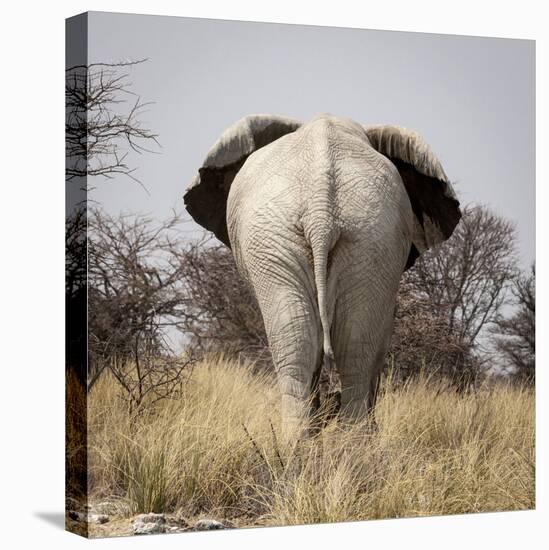 Namibia, Etosha NP, Okerfontein Waterhole. Rear view of elephant.-Wendy Kaveney-Stretched Canvas