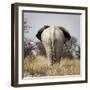 Namibia, Etosha NP, Okerfontein Waterhole. Rear view of elephant.-Wendy Kaveney-Framed Photographic Print