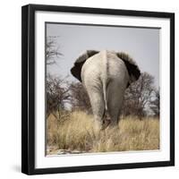 Namibia, Etosha NP, Okerfontein Waterhole. Rear view of elephant.-Wendy Kaveney-Framed Photographic Print