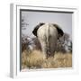 Namibia, Etosha NP, Okerfontein Waterhole. Rear view of elephant.-Wendy Kaveney-Framed Photographic Print