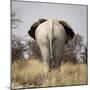 Namibia, Etosha NP, Okerfontein Waterhole. Rear view of elephant.-Wendy Kaveney-Mounted Photographic Print