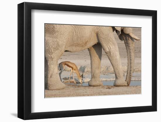 Namibia, Etosha NP. Springbok and elephant at Nebrowni Waterhole.-Wendy Kaveney-Framed Photographic Print