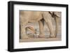 Namibia, Etosha NP. Springbok and elephant at Nebrowni Waterhole.-Wendy Kaveney-Framed Photographic Print