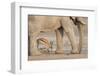 Namibia, Etosha NP. Springbok and elephant at Nebrowni Waterhole.-Wendy Kaveney-Framed Photographic Print