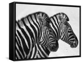 Namibia, Etosha; Plains Zebra Standing Quietly on a Pan in Etosha National Park-Niels Van Gijn-Framed Stretched Canvas