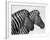 Namibia, Etosha; Plains Zebra Standing Quietly on a Pan in Etosha National Park-Niels Van Gijn-Framed Photographic Print