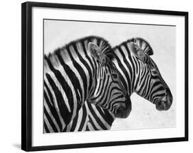 Namibia, Etosha; Plains Zebra Standing Quietly on a Pan in Etosha National Park-Niels Van Gijn-Framed Photographic Print