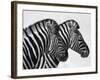 Namibia, Etosha; Plains Zebra Standing Quietly on a Pan in Etosha National Park-Niels Van Gijn-Framed Photographic Print