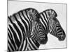 Namibia, Etosha; Plains Zebra Standing Quietly on a Pan in Etosha National Park-Niels Van Gijn-Mounted Photographic Print