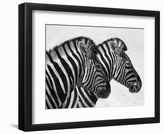 Namibia, Etosha; Plains Zebra Standing Quietly on a Pan in Etosha National Park-Niels Van Gijn-Framed Photographic Print