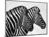 Namibia, Etosha; Plains Zebra Standing Quietly on a Pan in Etosha National Park-Niels Van Gijn-Mounted Photographic Print