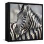 Namibia, Etosha, Reitfontain Waterhole. Zebra Head Portrait-Jaynes Gallery-Framed Stretched Canvas