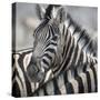 Namibia, Etosha, Reitfontain Waterhole. Zebra Head Portrait-Jaynes Gallery-Stretched Canvas