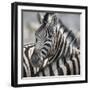 Namibia, Etosha, Reitfontain Waterhole. Zebra Head Portrait-Jaynes Gallery-Framed Photographic Print