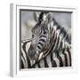 Namibia, Etosha, Reitfontain Waterhole. Zebra Head Portrait-Jaynes Gallery-Framed Photographic Print