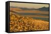 Namibia Evening Landscape with Bushman Grass-null-Framed Stretched Canvas