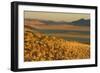 Namibia Evening Landscape with Bushman Grass-null-Framed Photographic Print