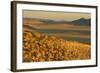 Namibia Evening Landscape with Bushman Grass-null-Framed Photographic Print