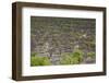 Namibia Forest-mezzotint-Framed Photographic Print