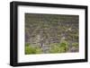 Namibia Forest-mezzotint-Framed Photographic Print