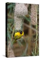 Namibia, Kaokoveld Conservation Area, Male masked weaver building a nest.-Ellen Goff-Stretched Canvas