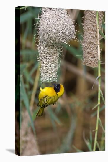 Namibia, Kaokoveld Conservation Area, Male masked weaver building a nest.-Ellen Goff-Stretched Canvas