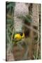 Namibia, Kaokoveld Conservation Area, Male masked weaver building a nest.-Ellen Goff-Stretched Canvas