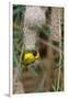 Namibia, Kaokoveld Conservation Area, Male masked weaver building a nest.-Ellen Goff-Framed Photographic Print