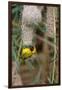 Namibia, Kaokoveld Conservation Area, Male masked weaver building a nest.-Ellen Goff-Framed Photographic Print