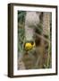 Namibia, Kaokoveld Conservation Area, Male masked weaver building a nest.-Ellen Goff-Framed Photographic Print