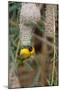 Namibia, Kaokoveld Conservation Area, Male masked weaver building a nest.-Ellen Goff-Mounted Photographic Print