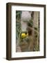 Namibia, Kaokoveld Conservation Area, Male masked weaver building a nest.-Ellen Goff-Framed Photographic Print