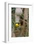 Namibia, Kaokoveld Conservation Area, Male masked weaver building a nest.-Ellen Goff-Framed Photographic Print