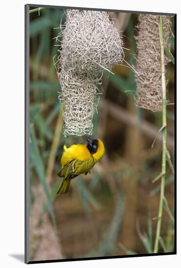 Namibia, Kaokoveld Conservation Area, Male masked weaver building a nest.-Ellen Goff-Mounted Photographic Print