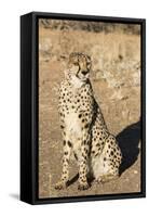 Namibia, Keetmanshoop. Close-up of seated cheetah.-Jaynes Gallery-Framed Stretched Canvas