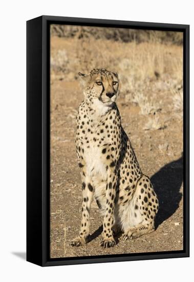 Namibia, Keetmanshoop. Close-up of seated cheetah.-Jaynes Gallery-Framed Stretched Canvas