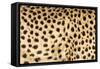 Namibia, Keetmanshoop. Close-up view of cheetah fur.-Jaynes Gallery-Framed Stretched Canvas