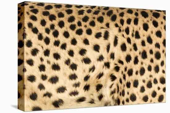 Namibia, Keetmanshoop. Close-up view of cheetah fur.-Jaynes Gallery-Stretched Canvas