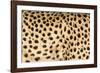 Namibia, Keetmanshoop. Close-up view of cheetah fur.-Jaynes Gallery-Framed Photographic Print