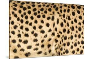 Namibia, Keetmanshoop. Close-up view of cheetah fur.-Jaynes Gallery-Stretched Canvas