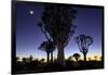 Namibia, Keetmanshoop. Quiver tree Forest at sunrise.-Jaynes Gallery-Framed Photographic Print