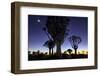 Namibia, Keetmanshoop. Quiver tree Forest at sunrise.-Jaynes Gallery-Framed Photographic Print