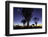 Namibia, Keetmanshoop. Quiver tree Forest at sunrise.-Jaynes Gallery-Framed Photographic Print