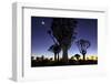 Namibia, Keetmanshoop. Quiver tree Forest at sunrise.-Jaynes Gallery-Framed Photographic Print