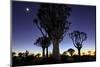 Namibia, Keetmanshoop. Quiver tree Forest at sunrise.-Jaynes Gallery-Mounted Photographic Print
