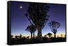 Namibia, Keetmanshoop. Quiver tree Forest at sunrise.-Jaynes Gallery-Framed Stretched Canvas